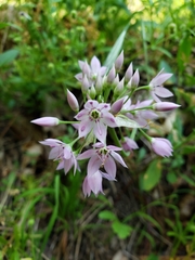 Allium membranaceum
