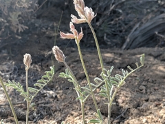 Astragalus sepultipes