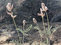 Astragalus sepultipes