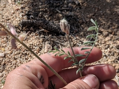 Astragalus sepultipes