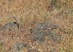 Masticophis lateralis euryxanthus