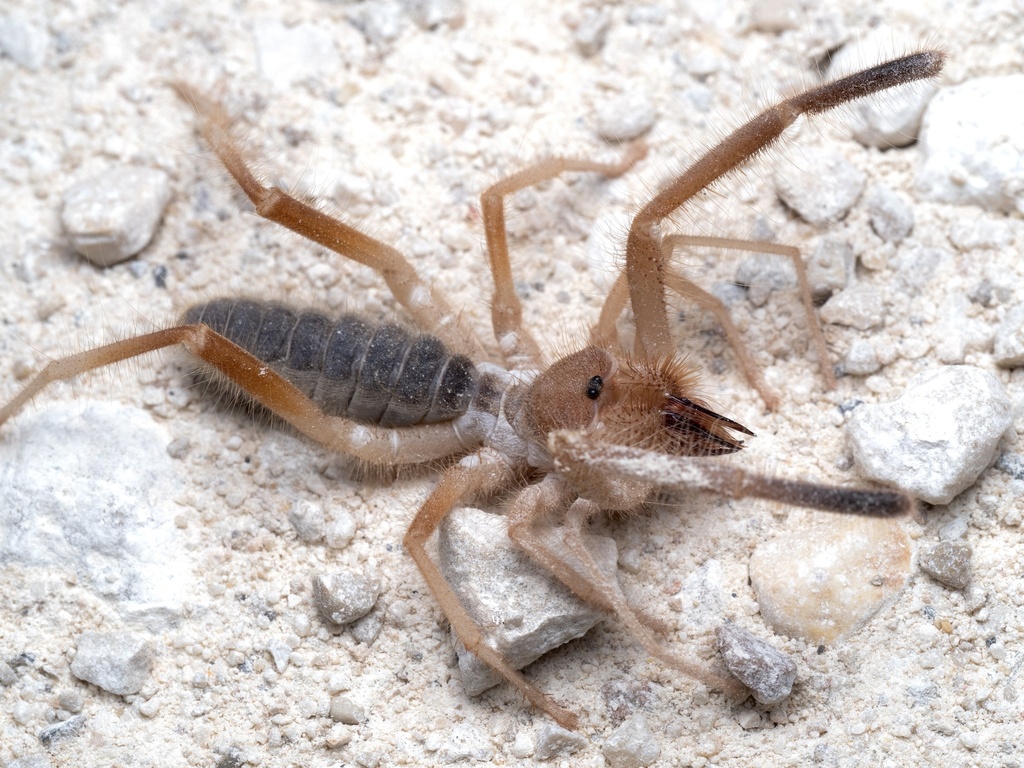 Eremobates nodularis