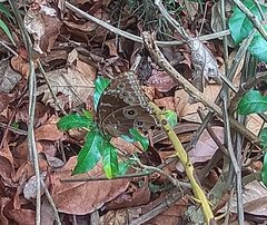 Morpho helenor peleides