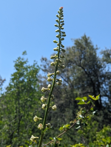 Image of Delphinium californicum by (c) My-Lan Le, some rights reserved (CC BY)