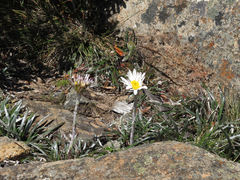Celmisia asteliifolia