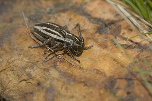 Dorcadion obtusum