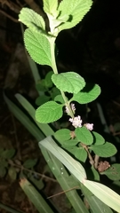Lippia alba