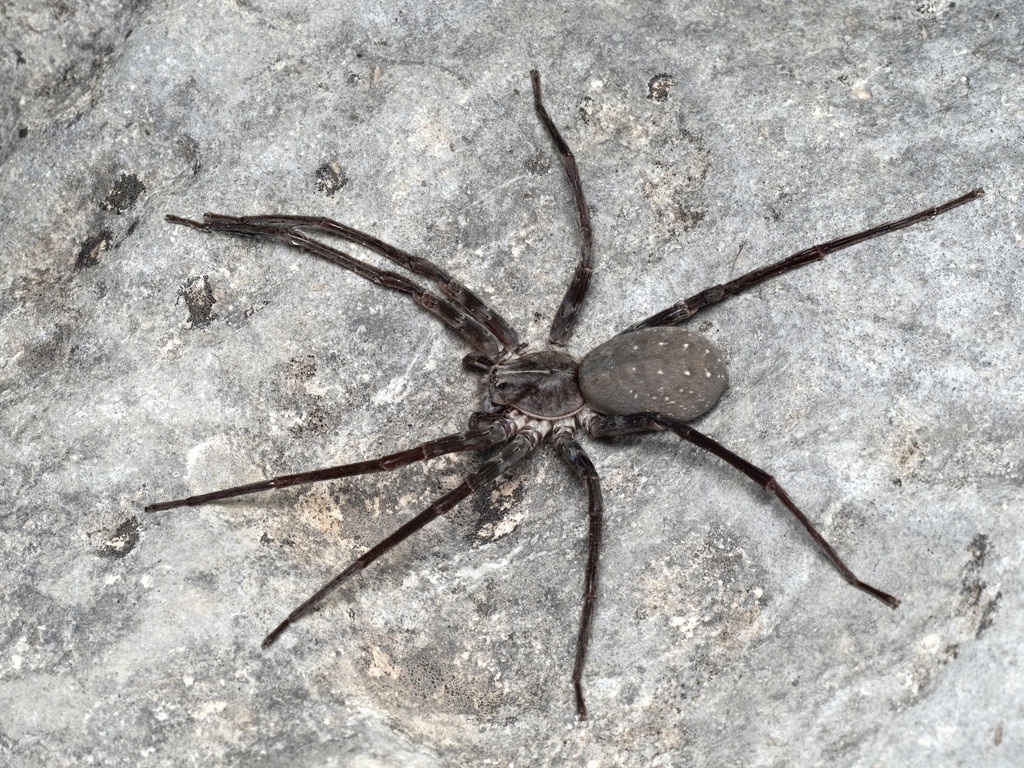 Ctenus valverdiensis