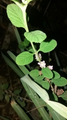 Lippia alba