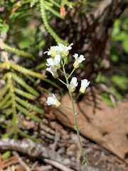 Draba ramosissima