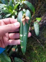 Pleurothallis adonis, photograph (c) Daniel Mesa, some rights reserved (CC BY)