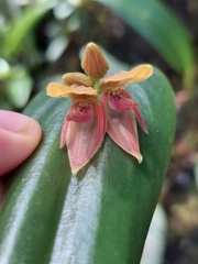 Pleurothallis adonis, photograph (c) Daniel Mesa, some rights reserved (CC BY)