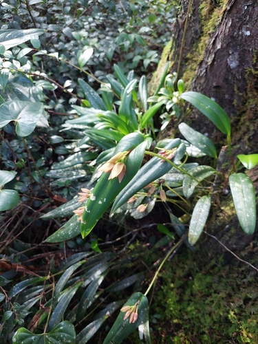 Pleurothallis adonis, photograph 3