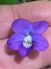 Viola triloba