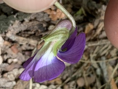Viola triloba
