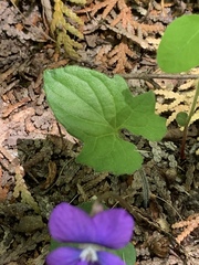 Viola triloba