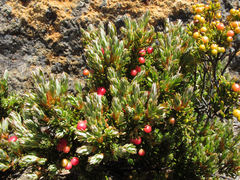 Acrothamnus