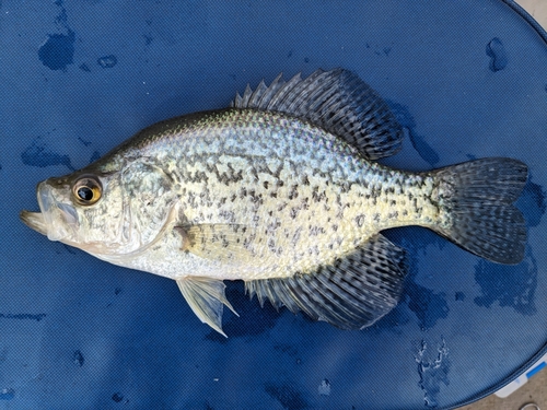 Black crappie (Pomoxis nigromaculatus) — Centrarchidae