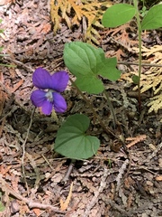 Viola triloba