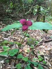 Trillium vaseyi