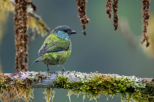 Black-capped Tanager (Stilpnia heinei), photo 10