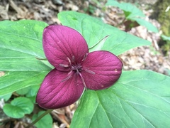 Trillium vaseyi
