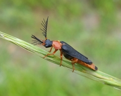 Pterotus obscuripennis