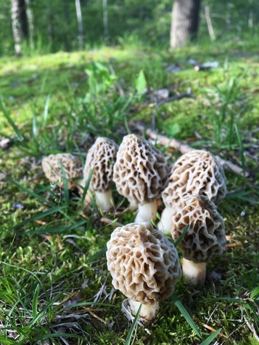 Morchella