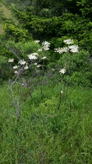 Angelica californica
