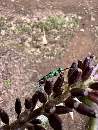Emerald Cockroach Wasp photo 4