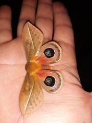 Pseudautomeris grammivora