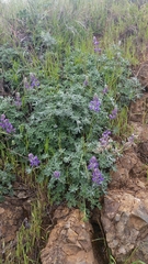 Lupinus albifrons collinus