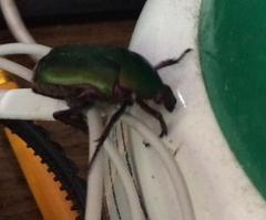 Protaetia cuprea cuprea