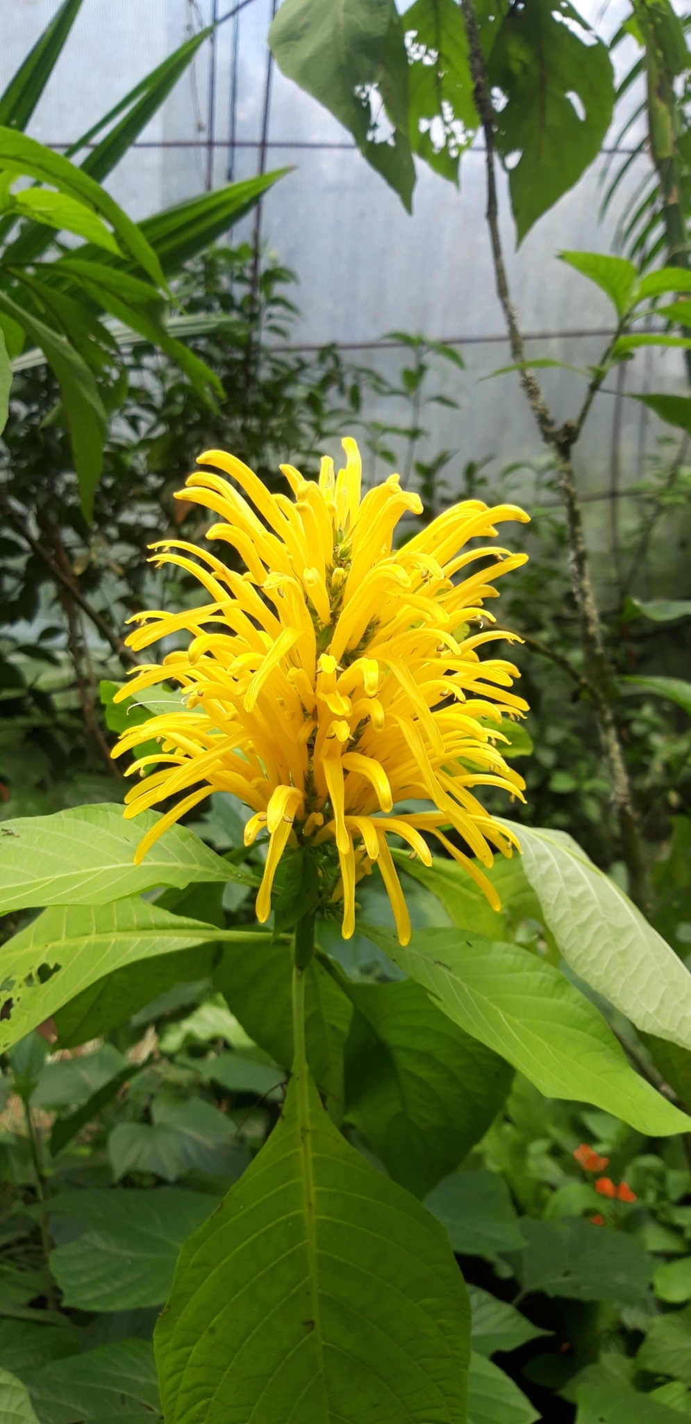 Imagem de Chuva-de-ouro