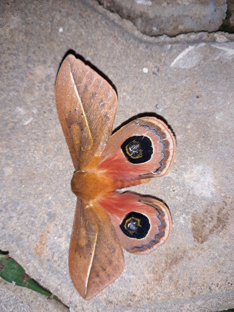 Pseudautomeris grammivora