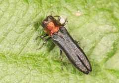 Red-necked Cane Borer