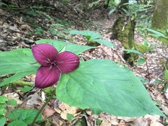 Trillium vaseyi