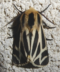 Apantesis carlotta