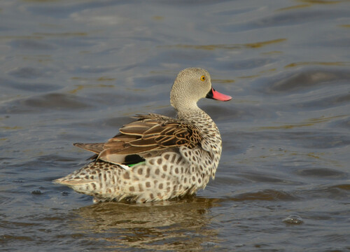 Canard du Cap
