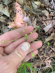Zizia trifoliata