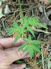 Zizia trifoliata