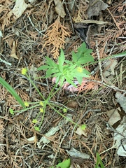 Zizia trifoliata