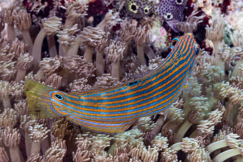 Hoeven's wrasse (Halichoeres melanurus) — Labridae — 2
