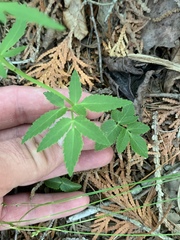 Zizia trifoliata