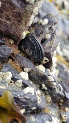 Mytilus californianus