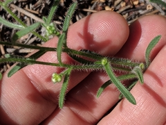 Oreocarya flavoculata