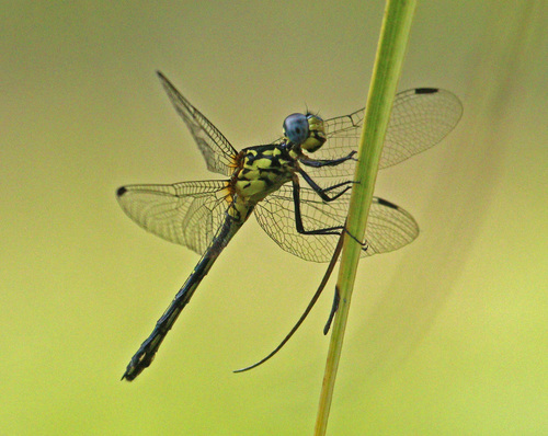 Striped Junglewatcher