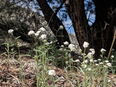 Oreocarya flavoculata