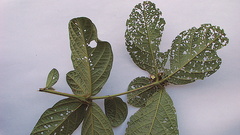 Cordia nodosa