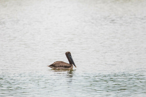 Brown Pelican photographed in Tennessee